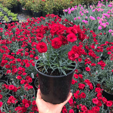 Load image into Gallery viewer, Dianthus Early Bird™ Radiance
