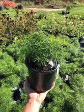 Load image into Gallery viewer, Zagreb Coreopsis