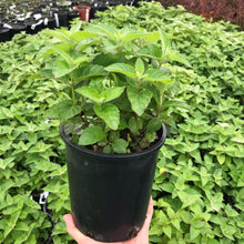 Load image into Gallery viewer, Bee Balm 'Bee-Free'