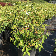 Load image into Gallery viewer, Viburnum 'Summer Snowflake'