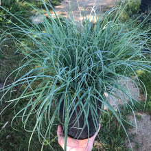 Load image into Gallery viewer, Blue Sedge Grass