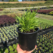 Load image into Gallery viewer, Coreopsis UpTick™ Cream