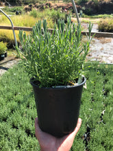 Load image into Gallery viewer, Spanish Lavender 'Otto Quast'
