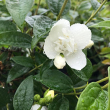 Load image into Gallery viewer, ‘Snowbelle’ Mock Orange