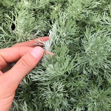 Load image into Gallery viewer, Silver Mound Artemisia