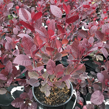 Load image into Gallery viewer, Royal Purple Smoke Tree