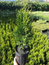 Load image into Gallery viewer, Emerald Green Arborvitae