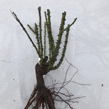 Load image into Gallery viewer, Love Song Rose (Bare Root)