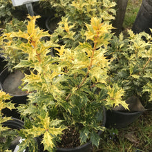 Load image into Gallery viewer, Goshiki False Holly