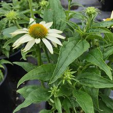 Load image into Gallery viewer, Echinacea ‘PowWow® White’