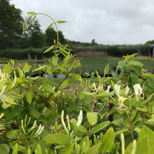 Load image into Gallery viewer, Japanese Honeysuckle