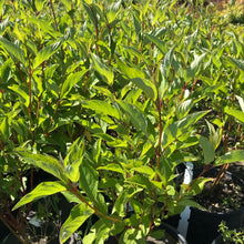 Load image into Gallery viewer, Isanti Red Twig Dogwood