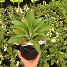 Load image into Gallery viewer, Foxglove 'Dalmatian Creme'