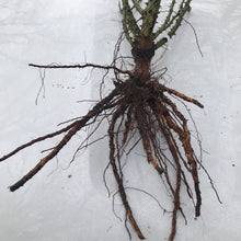 Load image into Gallery viewer, 'Honey Dijon' Rose (Bare Root)