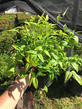 Load image into Gallery viewer, Nandina 'Firepower'