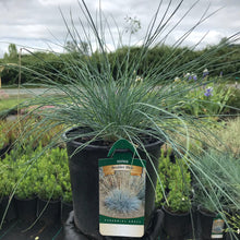 Load image into Gallery viewer, Boulder Blue Fescue