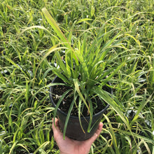 Load image into Gallery viewer, Lemon Grass