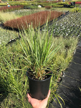 Load image into Gallery viewer, Feather Reed Grass 'Avalanche'