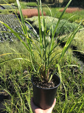 Load image into Gallery viewer, Zebra Grass