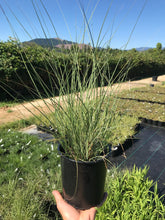 Load image into Gallery viewer, Maiden Grass 'Morning Light'