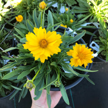 Load image into Gallery viewer, Coreopsis ‘Presto’
