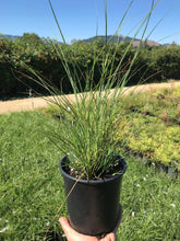 Load image into Gallery viewer, Autumn Light Maiden Grass