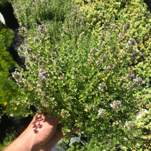 Load image into Gallery viewer, English Thyme