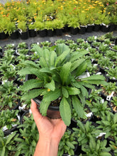 Load image into Gallery viewer, Snowcap Shasta Daisy