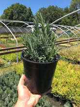 Load image into Gallery viewer, Lavender 'Hidcote Blue'