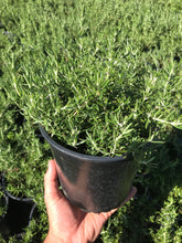 Load image into Gallery viewer, Creeping Rosemary