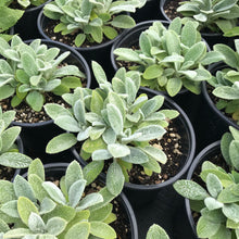 Load image into Gallery viewer, Silver Carpet Lamb's Ear
