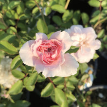 Load image into Gallery viewer, Rose Bonica