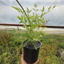 Load image into Gallery viewer, Heavenly Bamboo