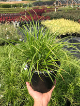 Load image into Gallery viewer, Korean Feather Grass