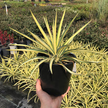 Load image into Gallery viewer, Color Guard Yucca