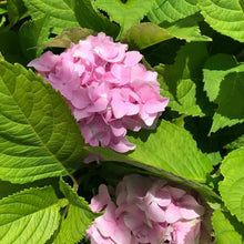 Load image into Gallery viewer, All Summer Beauty Hydrangea