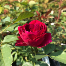 Load image into Gallery viewer, Celestial Night™ Rose