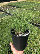Load image into Gallery viewer, Undaunted Ruby Muhly Grass