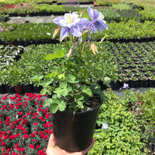Load image into Gallery viewer, Songbird 'Blue Bird' Columbine