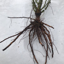 Load image into Gallery viewer, Love Song Rose (Bare Root)