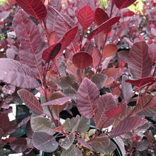 Load image into Gallery viewer, Royal Purple Smoke Tree