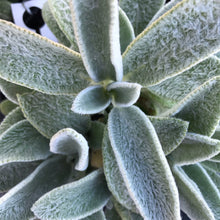 Load image into Gallery viewer, Silver Carpet Lamb's Ear
