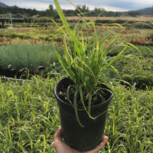 Load image into Gallery viewer, Lemon Grass