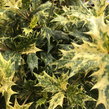 Load image into Gallery viewer, Goshiki False Holly