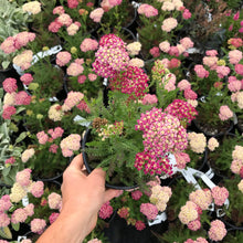 Load image into Gallery viewer, Desert Eve™ Deep Rose Yarrow