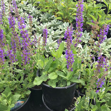 Load image into Gallery viewer, Salvia 'May Night'