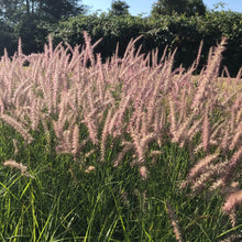 Load image into Gallery viewer, Oriental Fountain Grass 'Karley Rose'