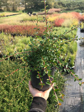 Load image into Gallery viewer, Cotoneaster Low-Fast