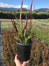 Load image into Gallery viewer, Japanese Blood Grass 'Red Baron'