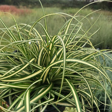 Load image into Gallery viewer, Ice Cream Japanese Sedge